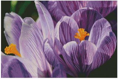 click here to view larger image of Crocuses (chart)