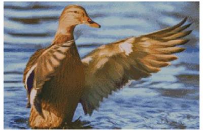click here to view larger image of Mallard (chart)