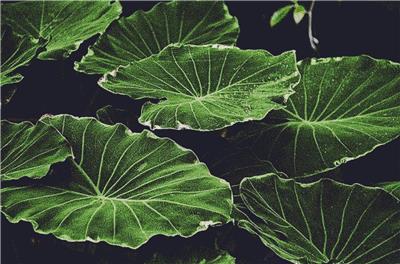 click here to view larger image of Lotus Leaves (chart)