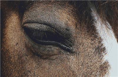 click here to view larger image of Horse Eye II (chart)