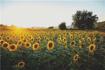 click here to view larger image of Sunflowers at Sunset (chart)