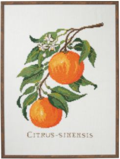 click here to view larger image of Citrus Sinensis (Oranges) (counted cross stitch kit)