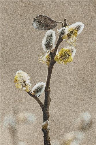 click here to view larger image of Willow Catkin (chart)