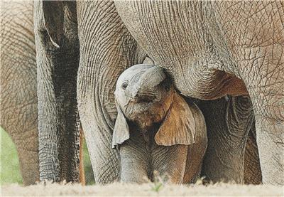 click here to view larger image of Baby Elephant (chart)