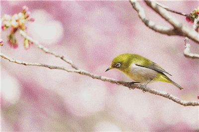 click here to view larger image of Bird Among the Cherry Blossoms (chart)
