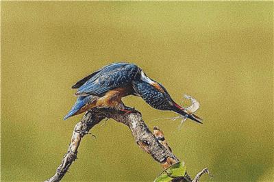 click here to view larger image of Kingfisher (chart)