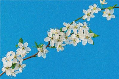 click here to view larger image of Cherry Blossoms Against a Blue Sky (chart)