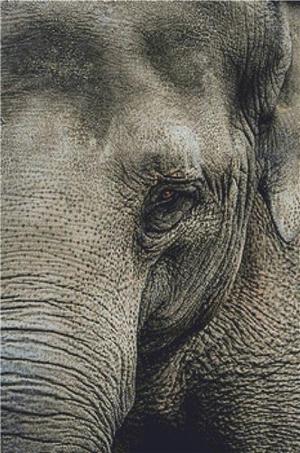 click here to view larger image of Elephant Portrait (chart)