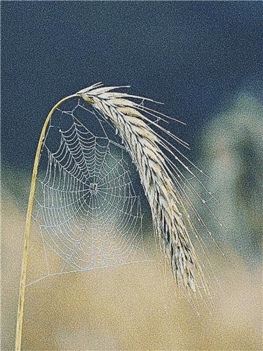 click here to view larger image of Spiderweb on a Wheat Stalk (chart)