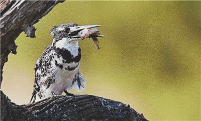 click here to view larger image of Pied Kingfisher (chart)