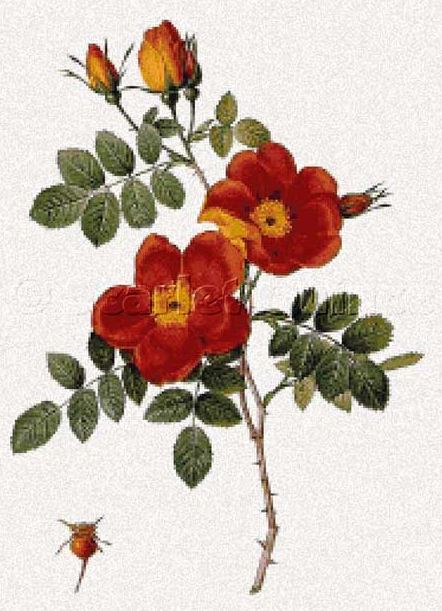 click here to view larger image of Rosa Eglanteria Var Punicea - Pierre-Joseph Redoute (chart)