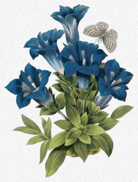 click here to view larger image of Gentiana Acaulis - Pierre-Joseph Redoute (chart)