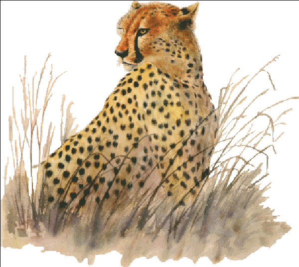 click here to view larger image of Cheetah (chart)