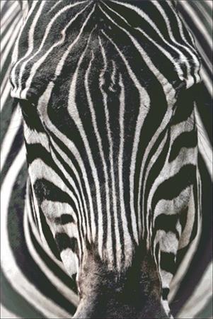 click here to view larger image of Zebra Close Up (chart)