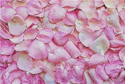 click here to view larger image of Pink Rose Petals (chart)
