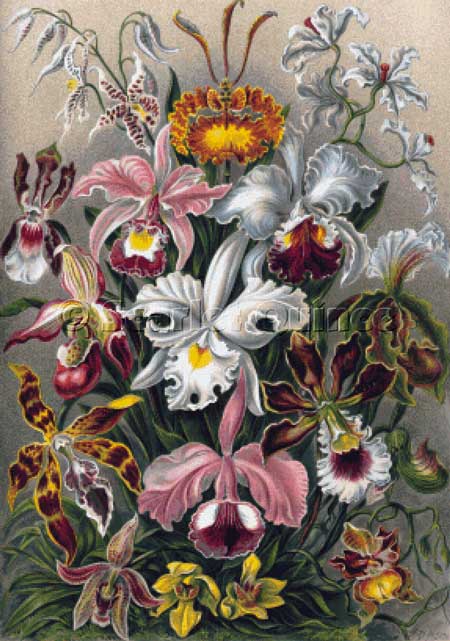 click here to view larger image of Orchids - Ernst Haekel (chart)
