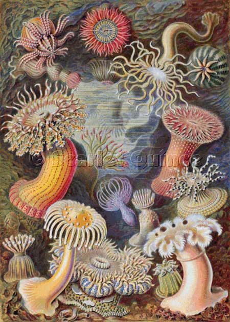 click here to view larger image of Sea Anemones - Ernst Haekel (chart)