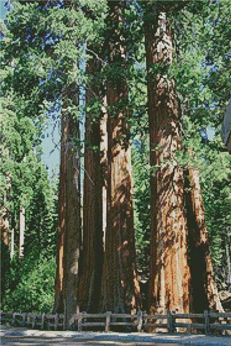 click here to view larger image of Redwood Trees (chart)