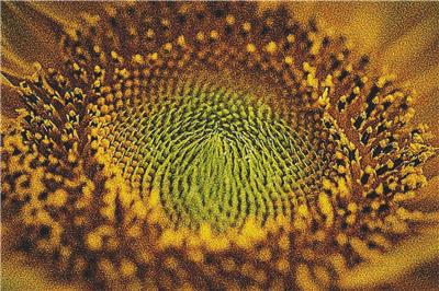 click here to view larger image of Sunflower Macro (chart)