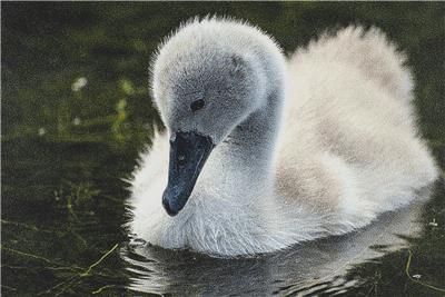 click here to view larger image of Cygnet (chart)