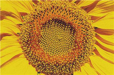 click here to view larger image of Sunflower Macro I (chart)