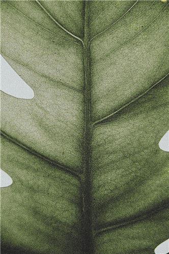 click here to view larger image of Leaf Macro (chart)