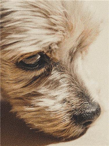 click here to view larger image of Yorkshire Terrier (chart)