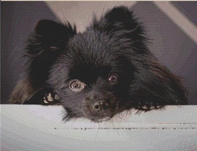 click here to view larger image of Spike - Black Pomeranian (chart)
