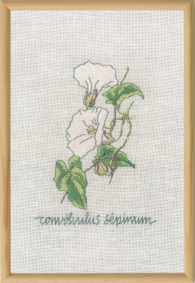 click here to view larger image of Calystegia (counted cross stitch kit)