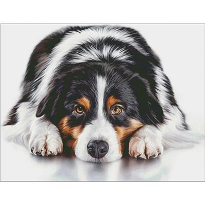 click here to view larger image of Australian Shepherd (chart)