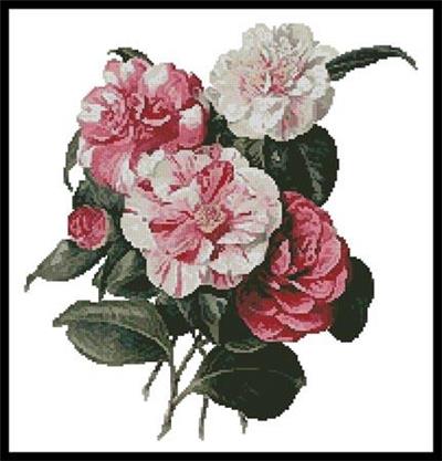 click here to view larger image of Camellias 4 (chart)