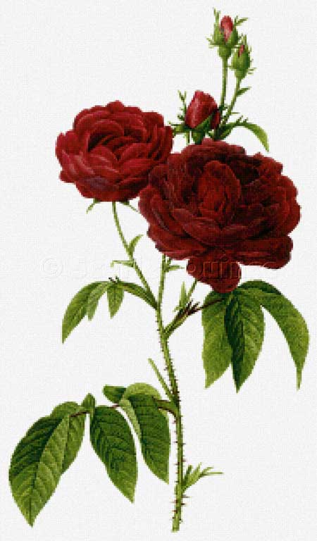 click here to view larger image of Rosa Gallica - Pierre-Joseph Redoute (chart)