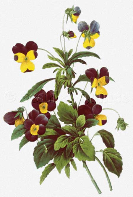 click here to view larger image of Viola tricolor - Pierre-Joseph Redoute (chart)