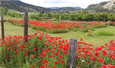 click here to view larger image of Summerland Poppies (full) (chart)