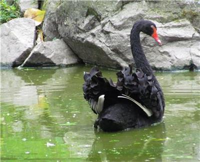 click here to view larger image of Black Swan Beauty (chart)