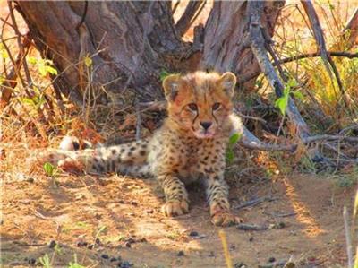 click here to view larger image of Leopard Young (chart)