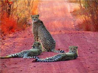 click here to view larger image of Leopard Family (chart)