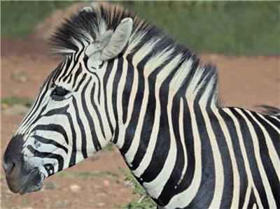 click here to view larger image of Zebra Portrait (chart)