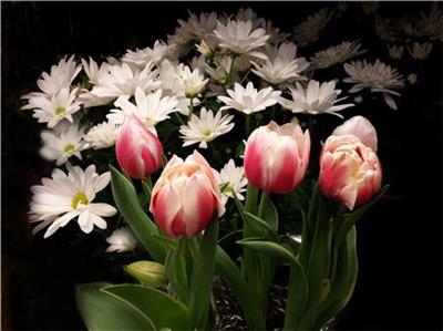 click here to view larger image of Spring Tulips (chart)