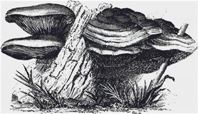 click here to view larger image of Agaricus Mollis and Trametes Gibbosa (chart)