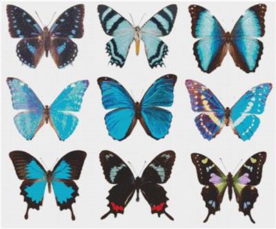 click here to view larger image of Blue Butterflies (chart)