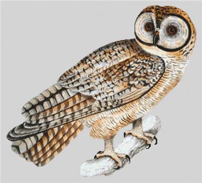click here to view larger image of Spotted Owl (chart)