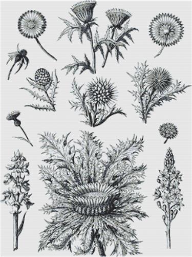 click here to view larger image of Decorative Floral Plants I (chart)