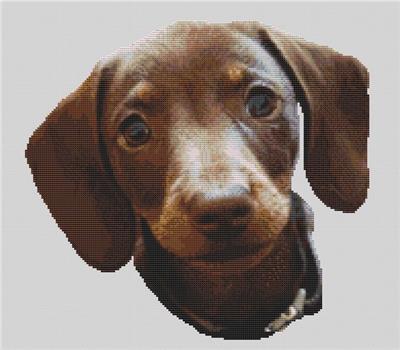 click here to view larger image of Chocolate and Tan Dachshund Pup (chart)