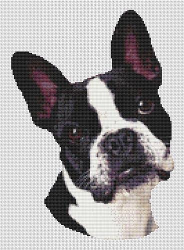 click here to view larger image of Boston Terrier Portrait (chart)