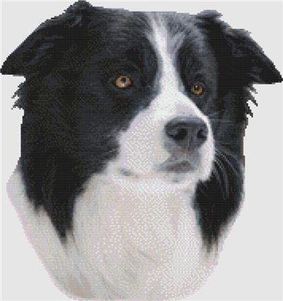 click here to view larger image of Border Collie - Profile (chart)