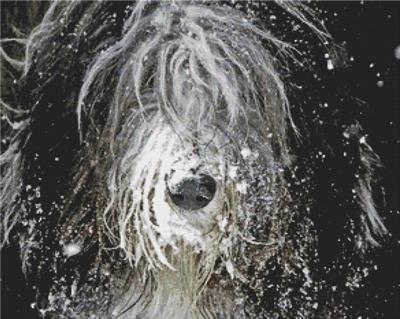 click here to view larger image of Snow Bearded Collie (chart)