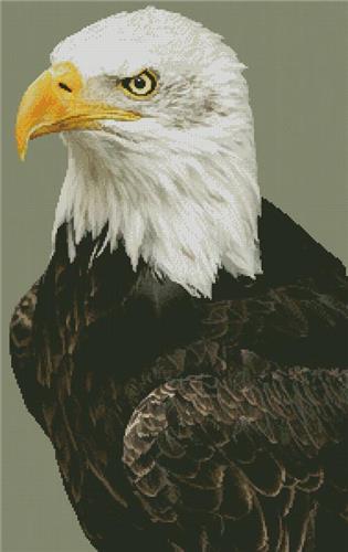 click here to view larger image of Bald Eagle Portrait (chart)