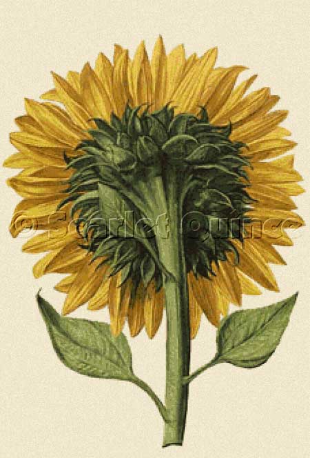 click here to view larger image of Sunflower Seen from the Back (chart)