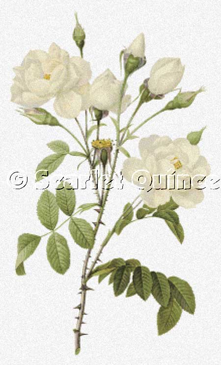 click here to view larger image of Rosa Campanulata alba (chart)